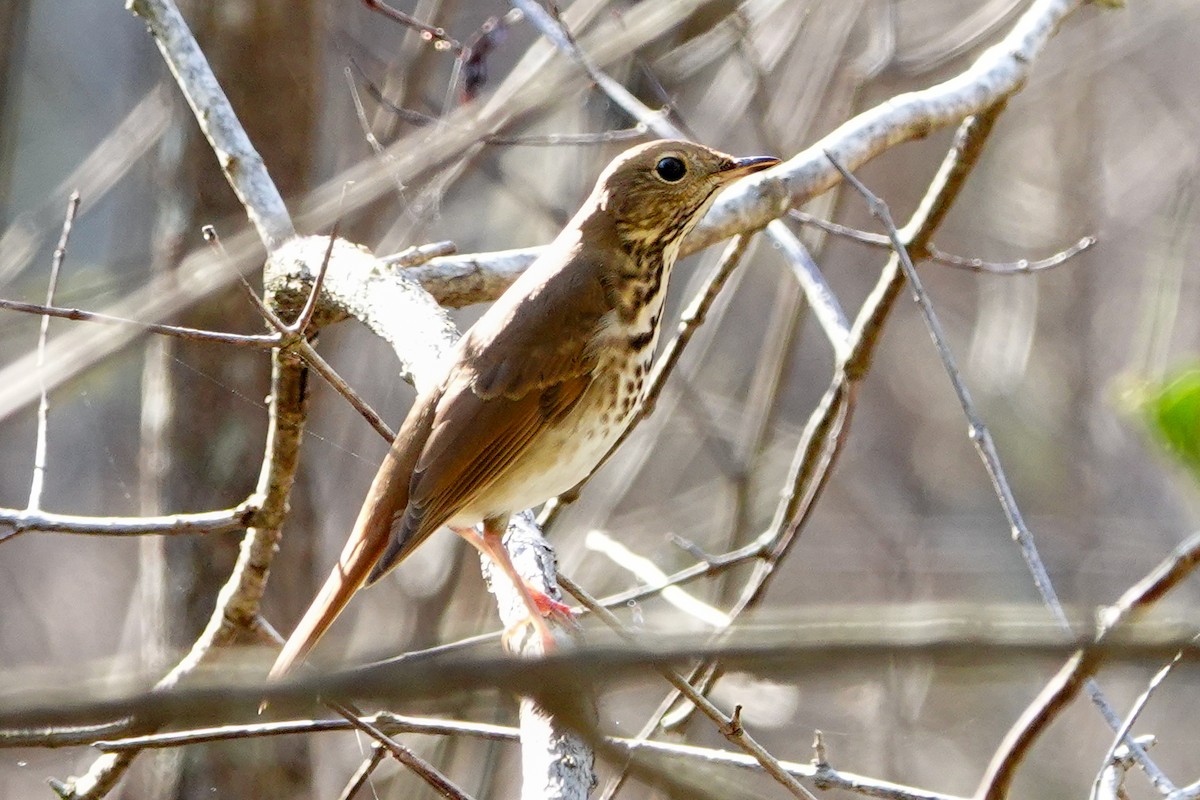 Hermit Thrush - Kathy Doddridge