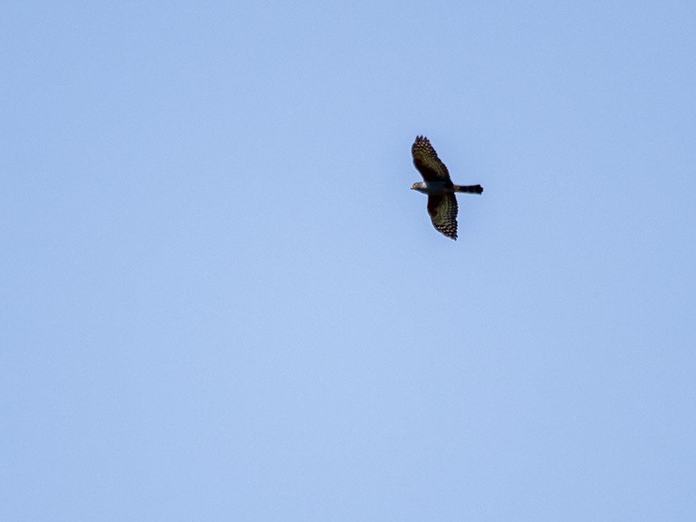 Rufous-thighed Kite - ML612388329