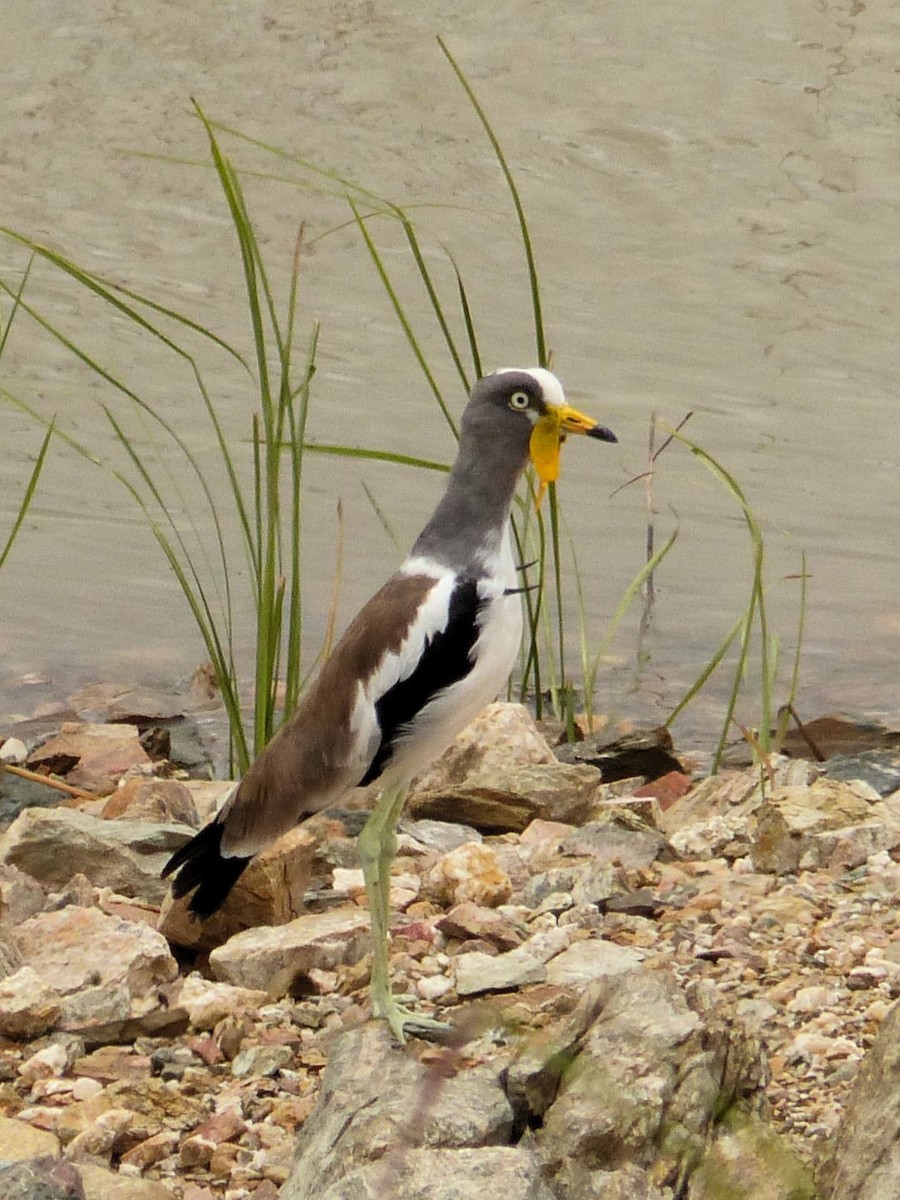 White-crowned Lapwing - Loïc HENRY