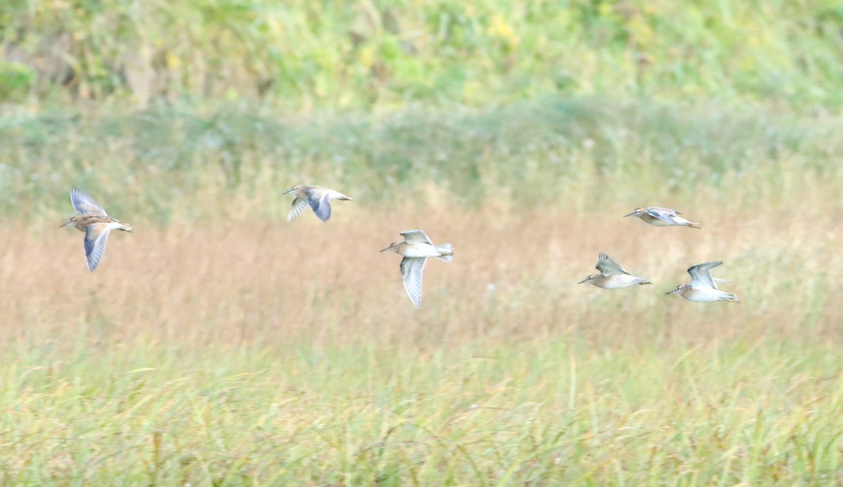 Sharp-tailed Sandpiper - ML612388474