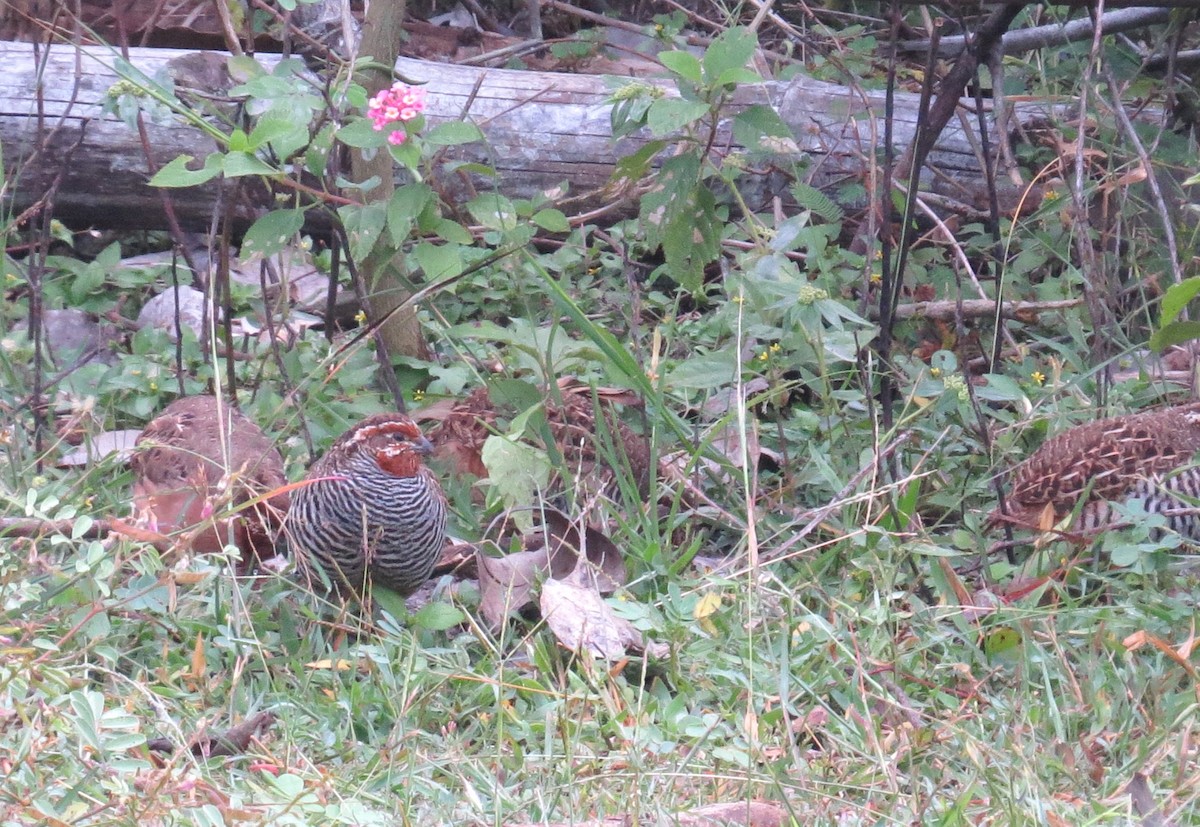 Jungle Bush-Quail - Shaun Robson