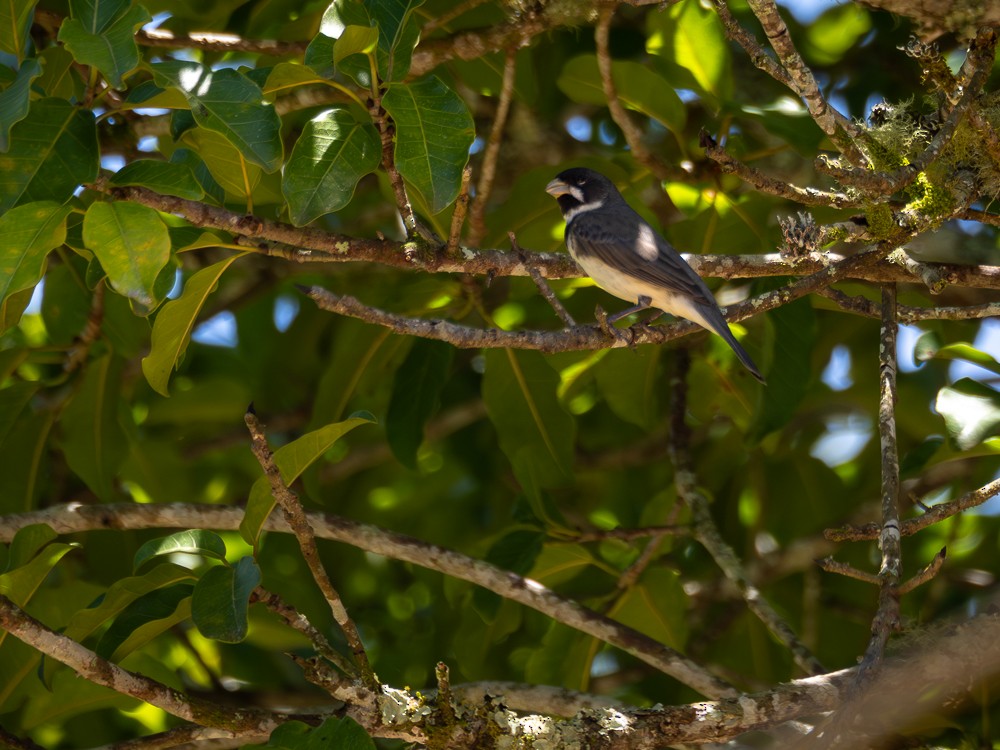 Double-collared Seedeater - ML612388552