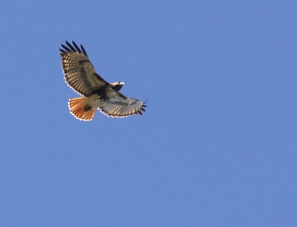 Red-tailed Hawk - ML612388554