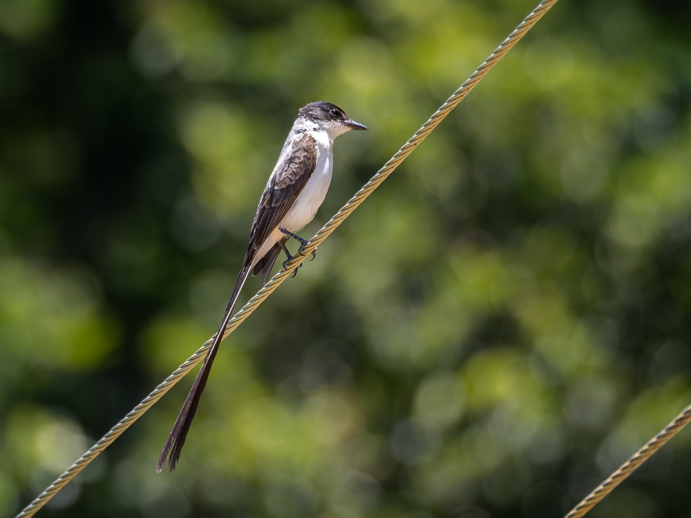 Fork-tailed Flycatcher (savana) - ML612388571