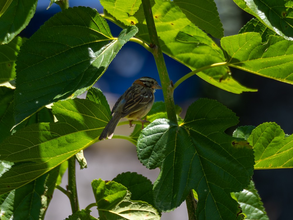 Rufous-collared Sparrow - ML612388586