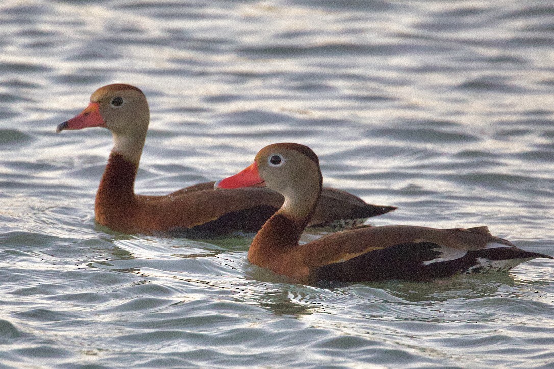 Black-bellied Whistling-Duck - ML612388594