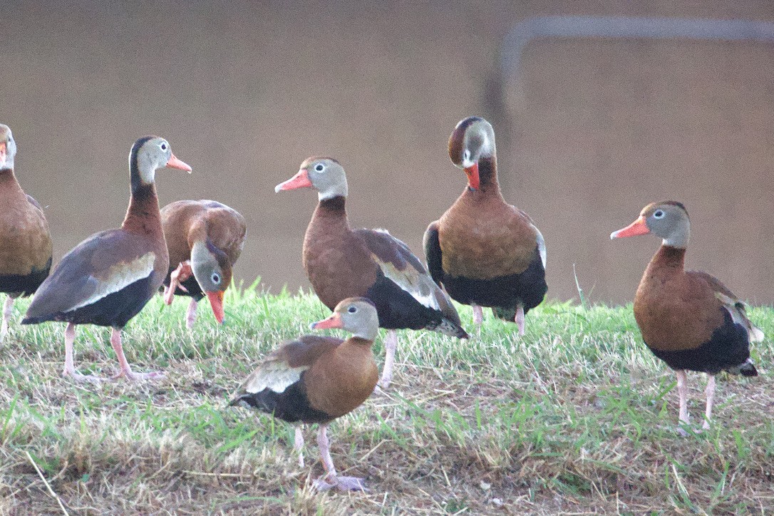 Black-bellied Whistling-Duck - ML612388595