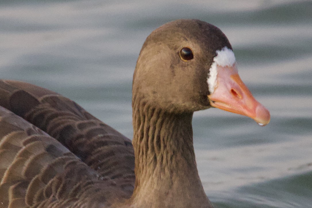 Greater White-fronted Goose - ML612388602