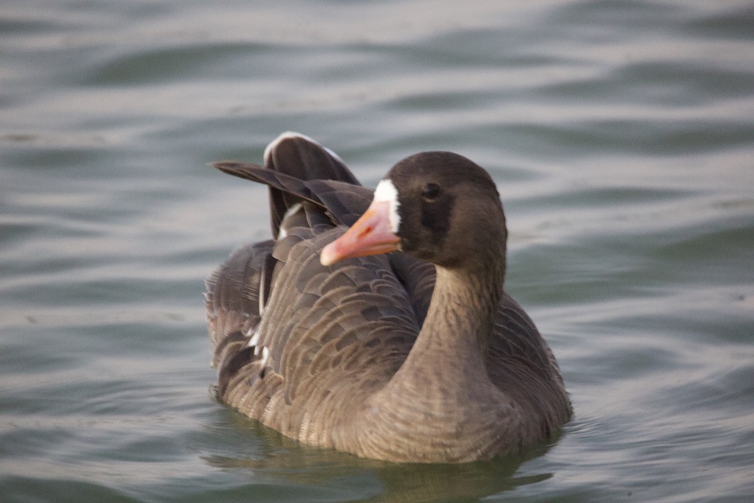 Greater White-fronted Goose - ML612388604