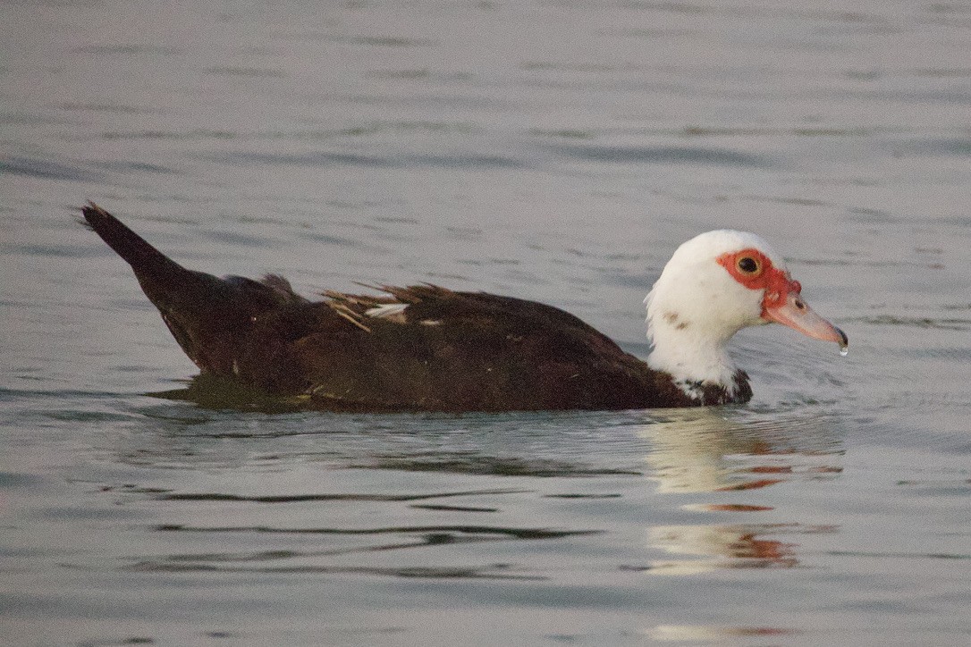 Muscovy Duck (Domestic type) - ML612388612