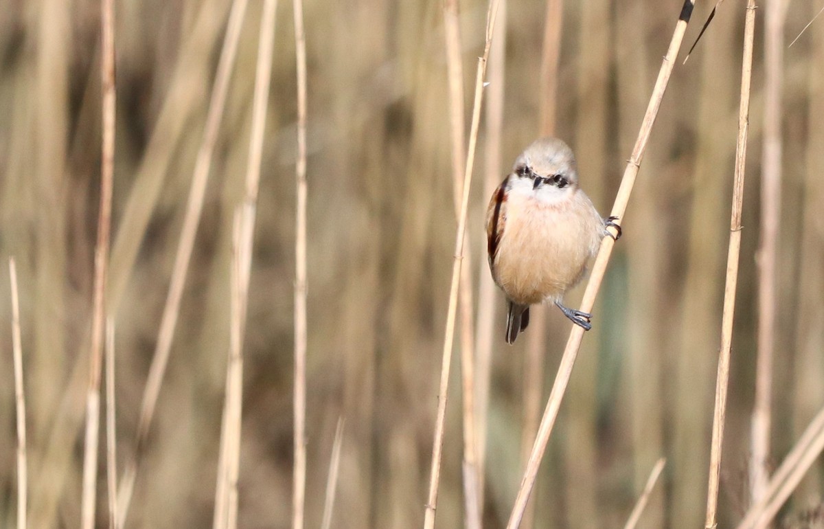 Eurasian Penduline-Tit - ML612388617