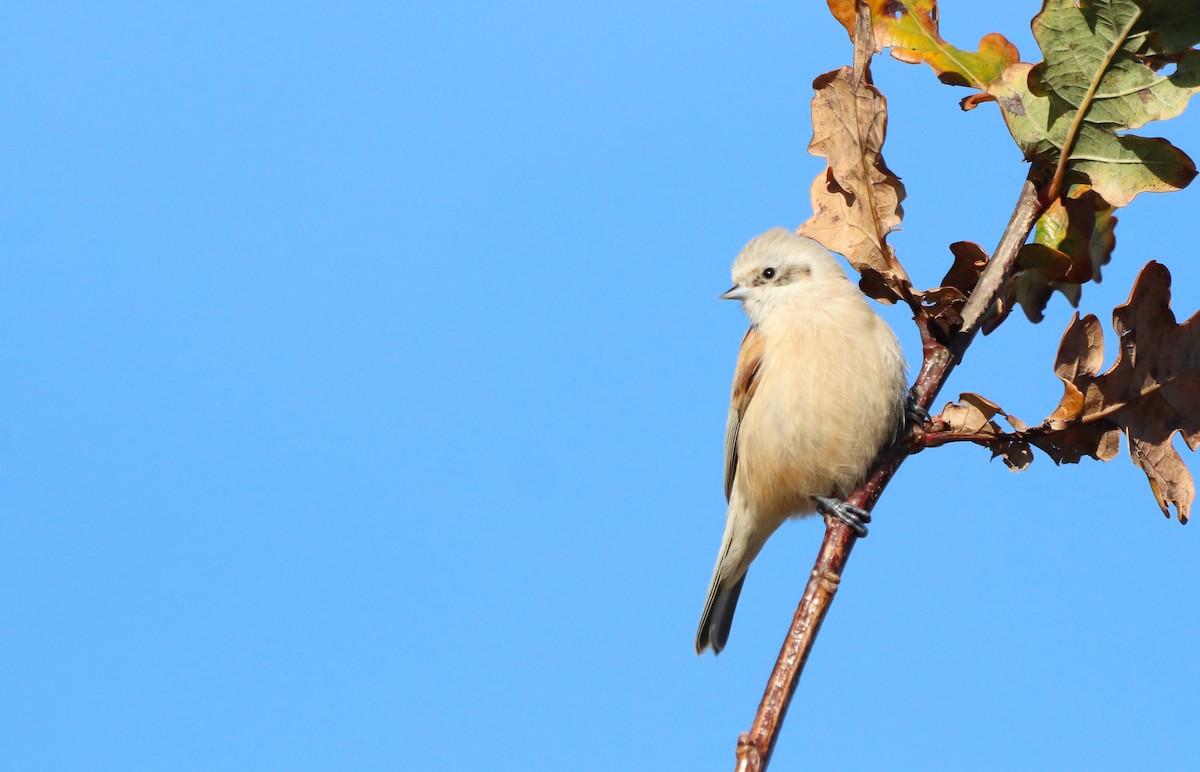 Eurasian Penduline-Tit - ML612388618