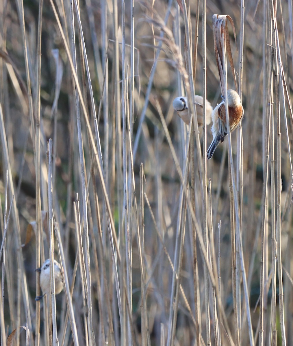 Eurasian Penduline-Tit - ML612388619