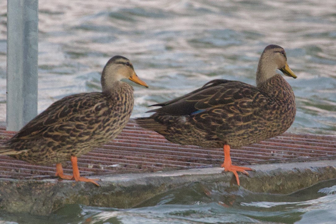 Mottled Duck - ML612388623