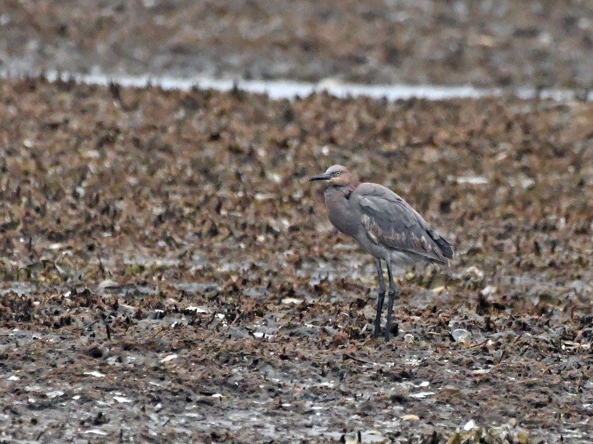 Reddish Egret - ML612388632