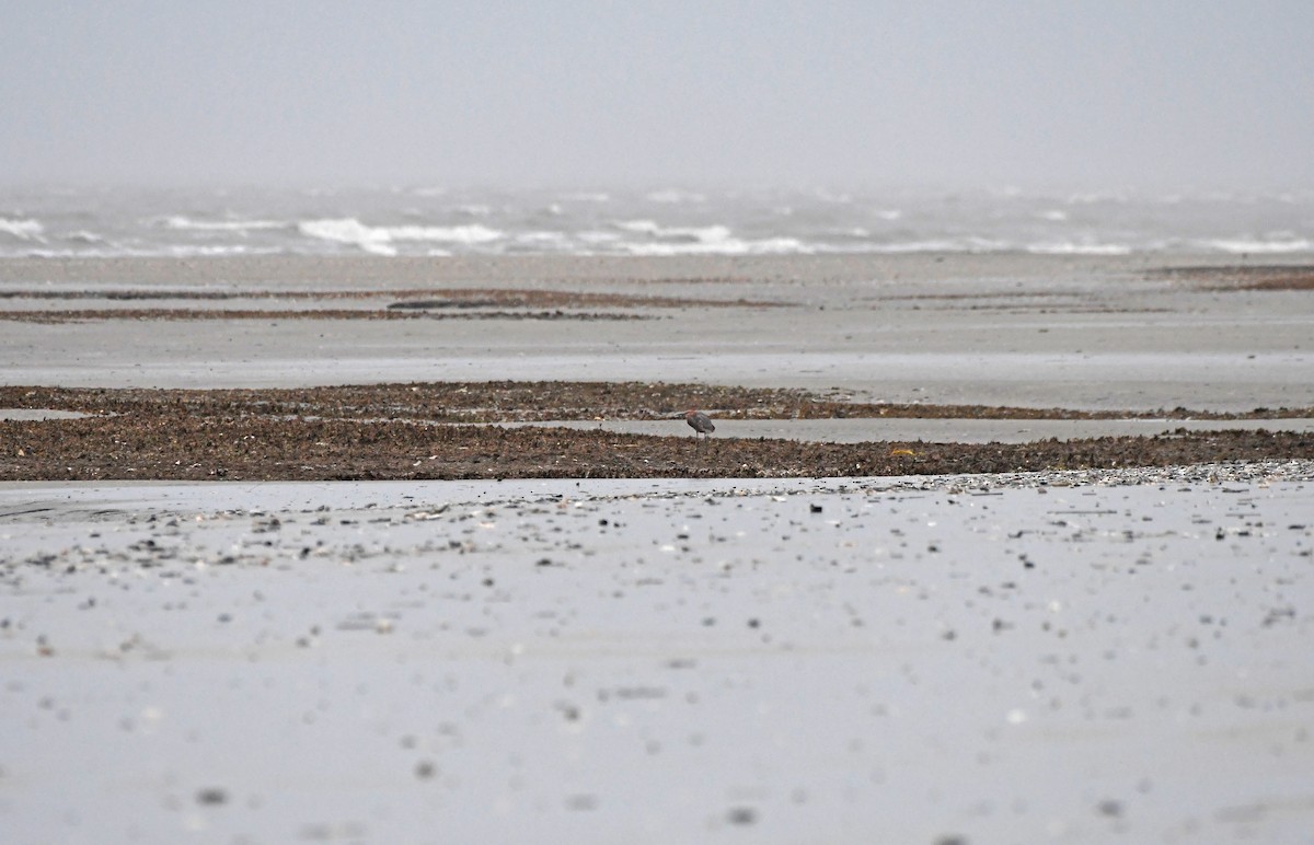 Reddish Egret - ML612388633