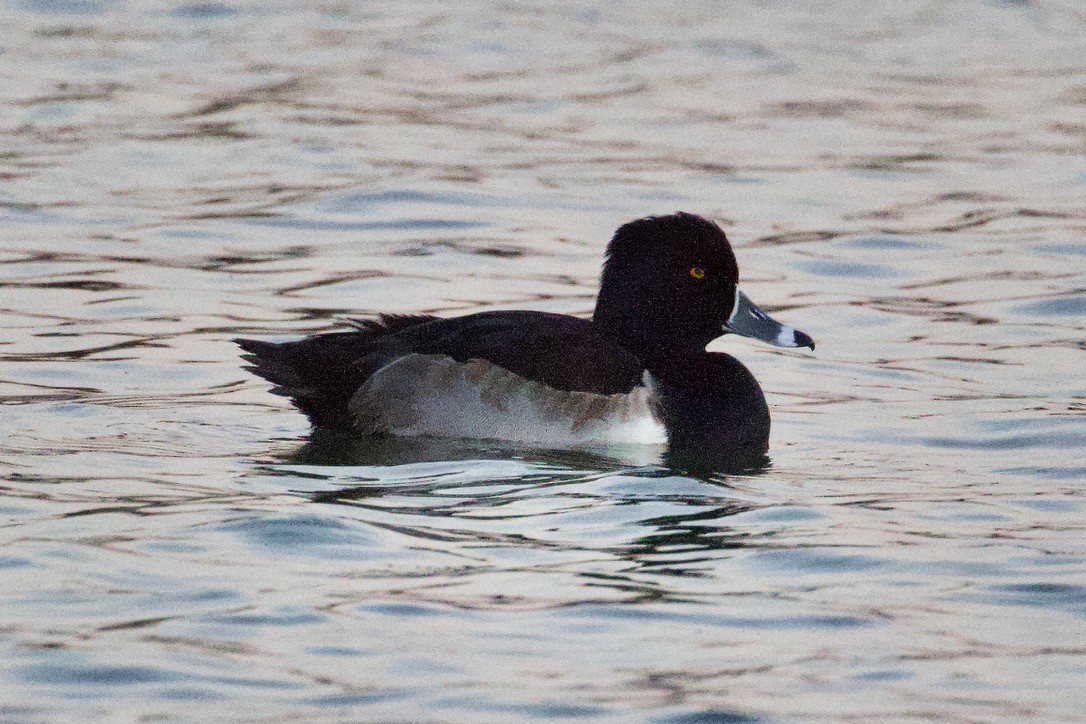 Ring-necked Duck - ML612388647