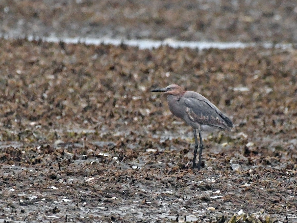 Reddish Egret - ML612388661