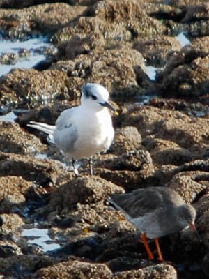 Sandwich Tern (Eurasian) - ML612388662