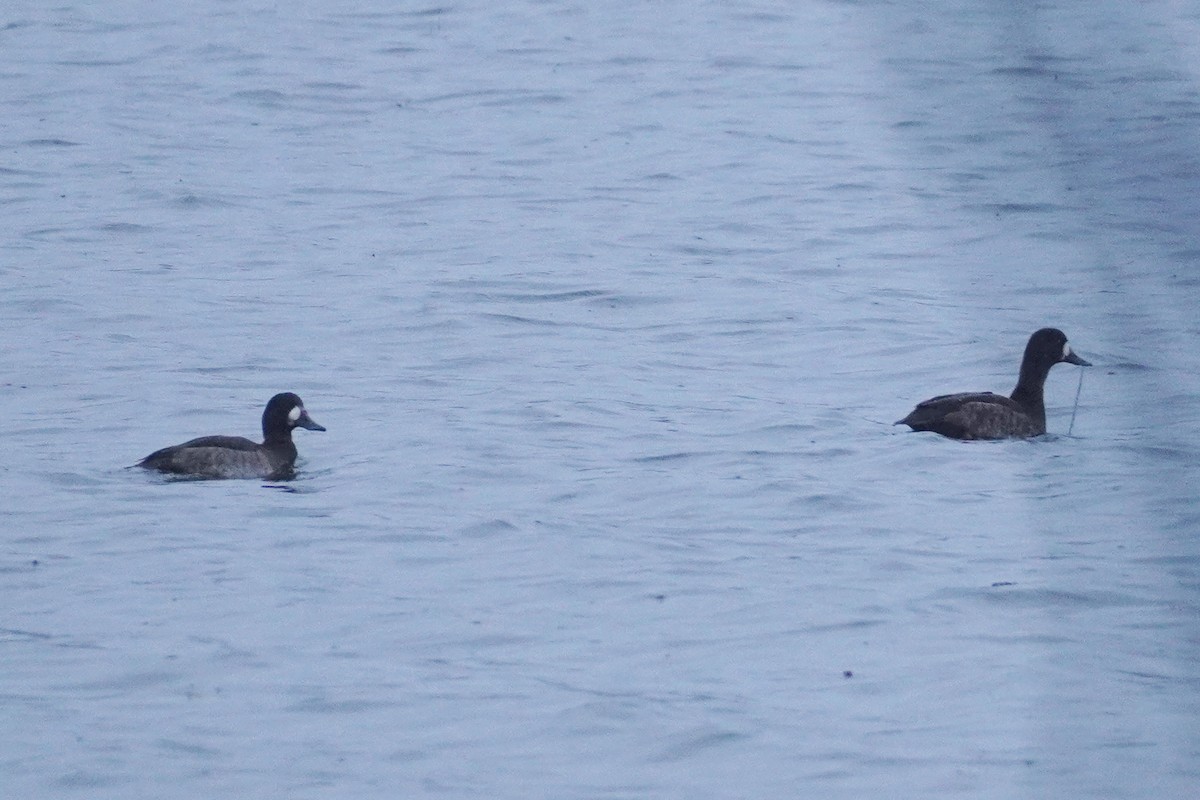 Lesser Scaup - ML612388685