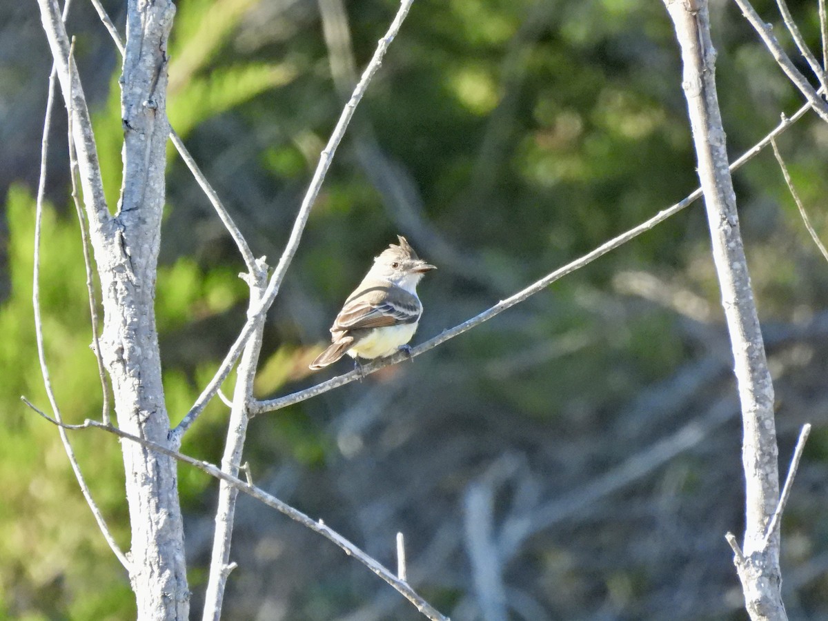 Ash-throated Flycatcher - Timothy Akin