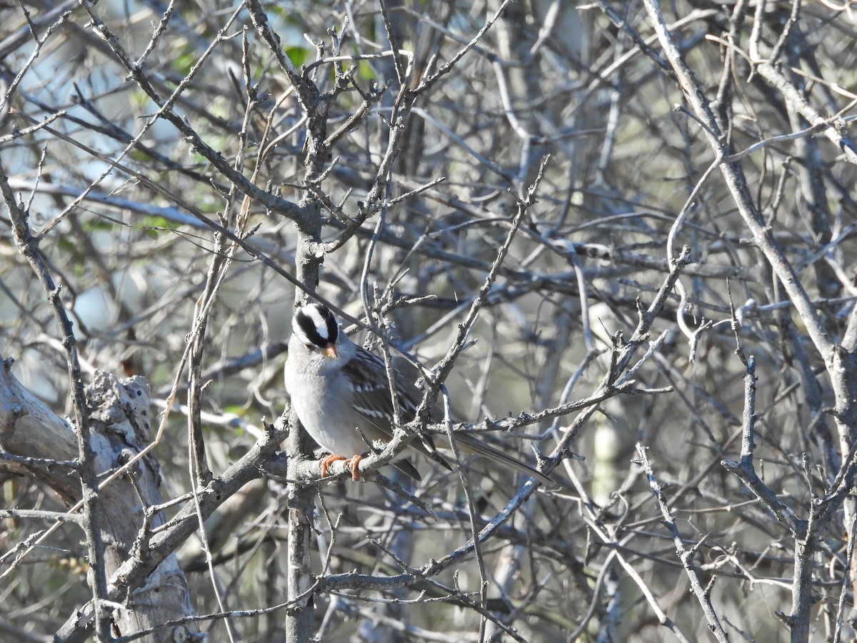 Bruant à couronne blanche - ML612388711