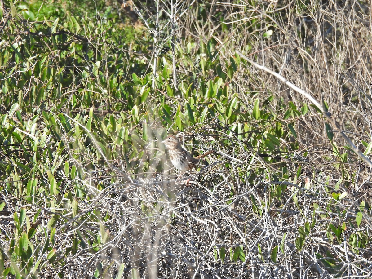 Song Sparrow - Timothy Akin