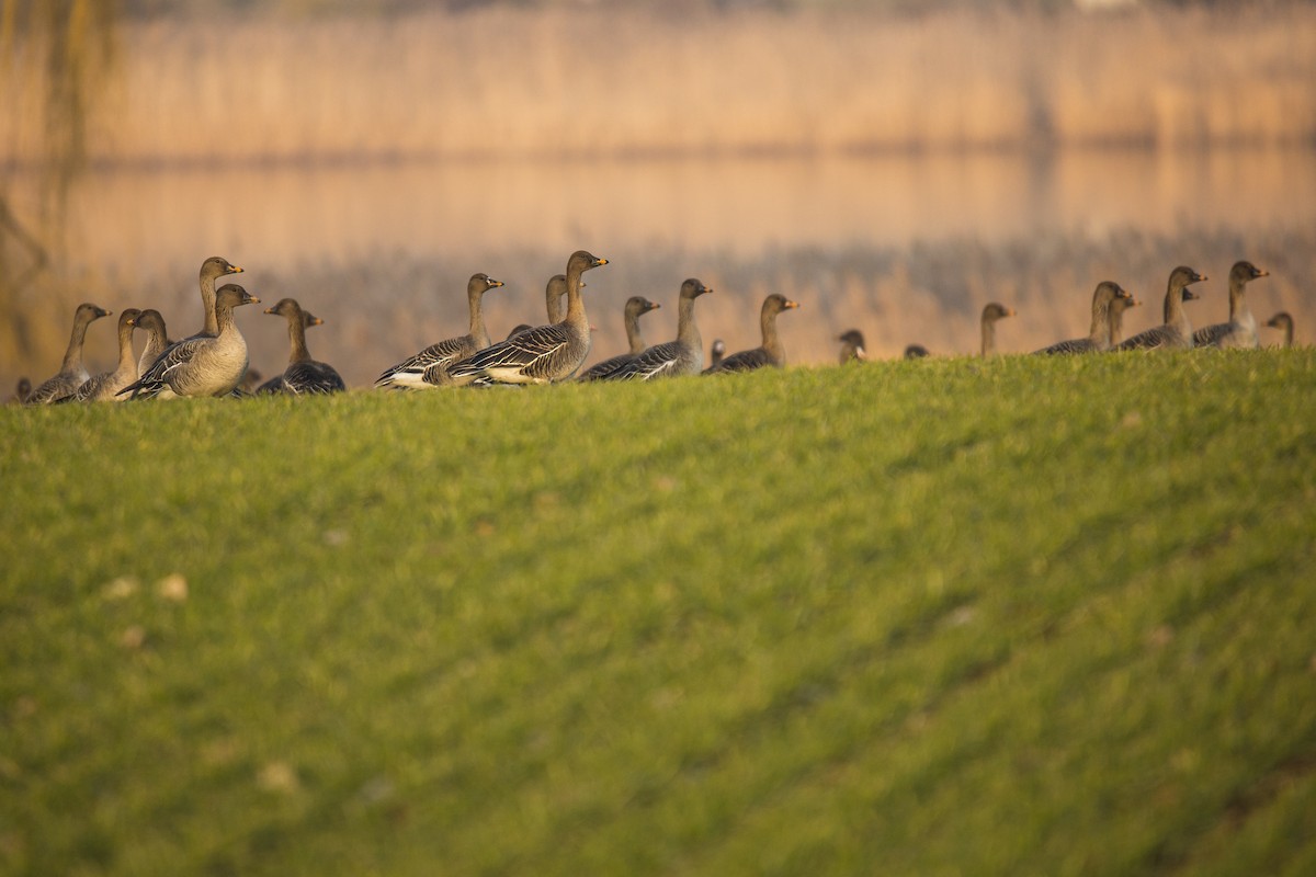 Tundra Bean-Goose - ML612388722