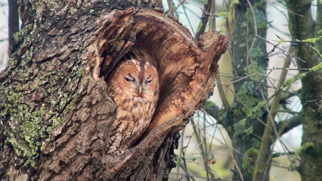 Tawny Owl - ML612388725