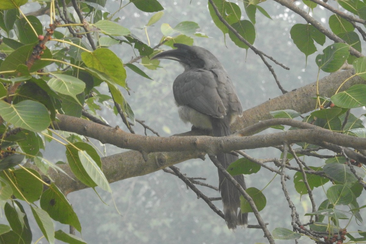 Indian Gray Hornbill - ML612388806