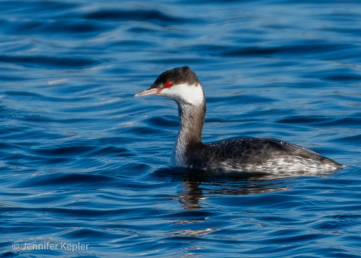 Horned Grebe - ML612388817