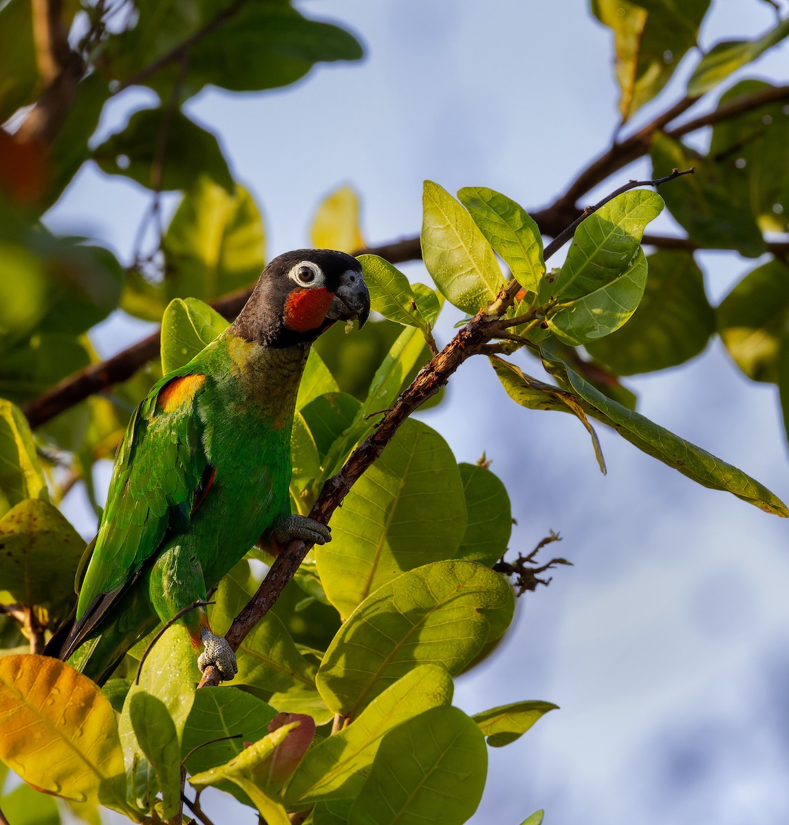 Orange-cheeked Parrot - ML612388828