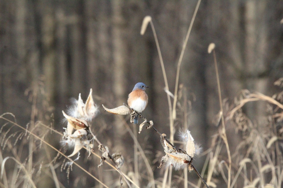 Eastern Bluebird - Ian Stewart