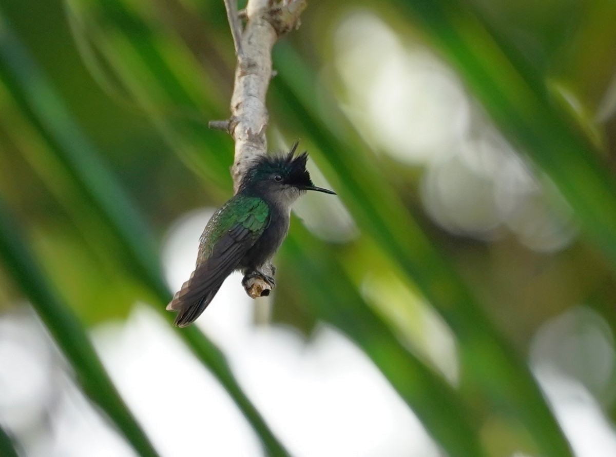 Antillean Crested Hummingbird - ML612388899