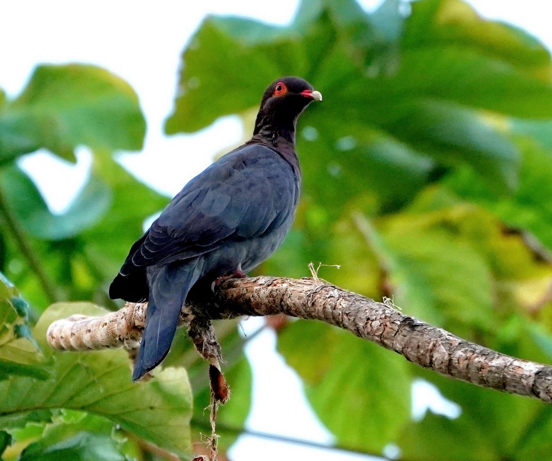 Scaly-naped Pigeon - ML612388966