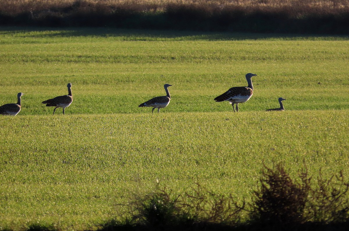 Great Bustard - ML612389031