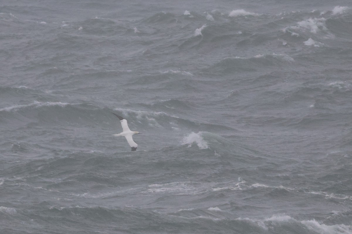 Northern Gannet - ML612389093