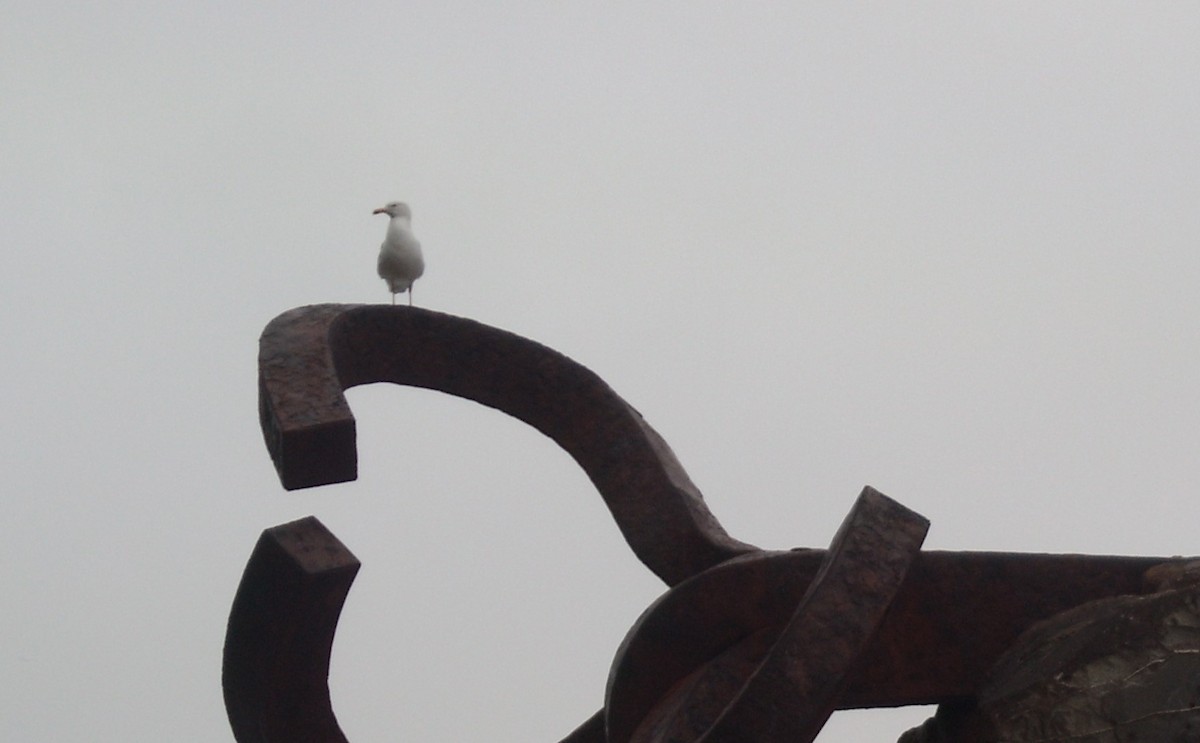 Yellow-legged Gull - ML612389119