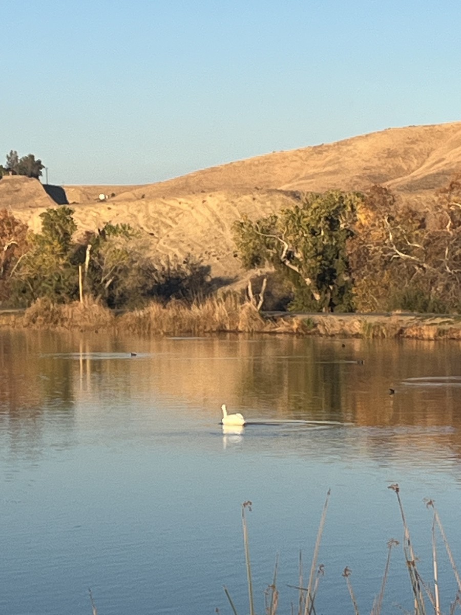 American White Pelican - ML612389165