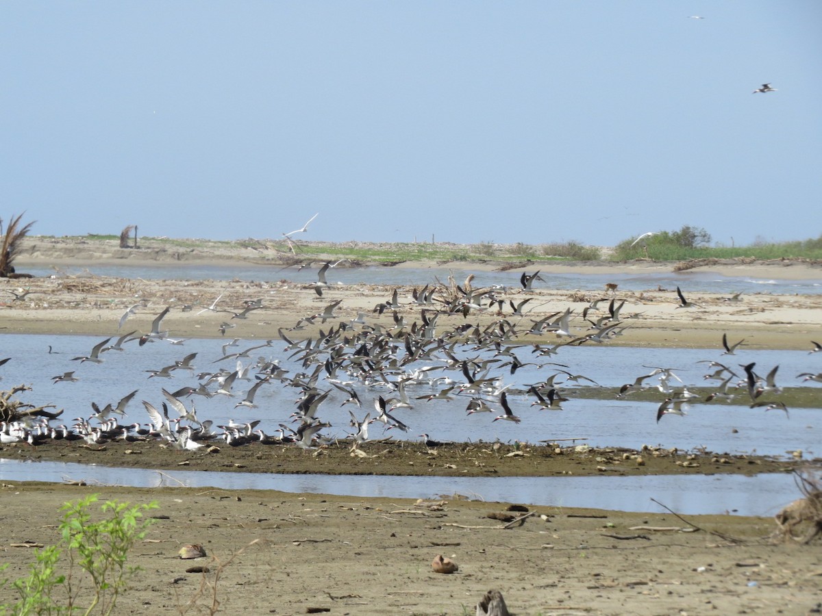 Black Skimmer - Alex Loya