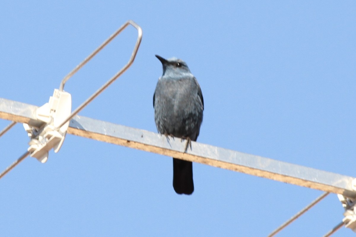 Roquero Solitario - ML612389202