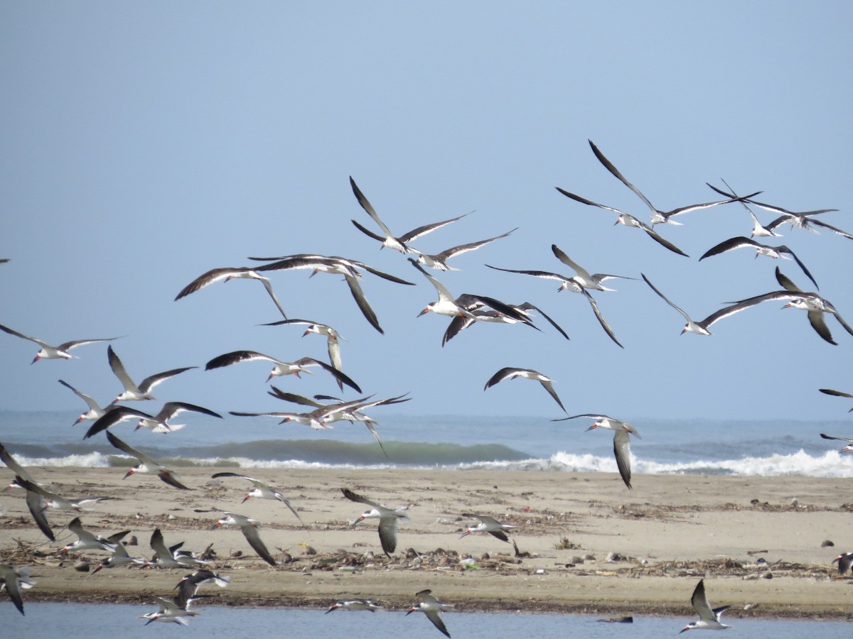 Black Skimmer - Alex Loya