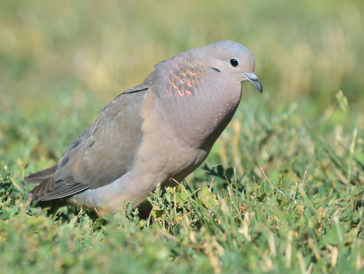 Eared Dove - ML612389281