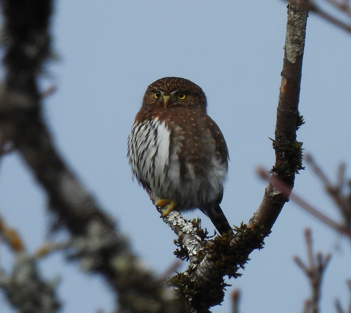 Northern Pygmy-Owl - ML612389352