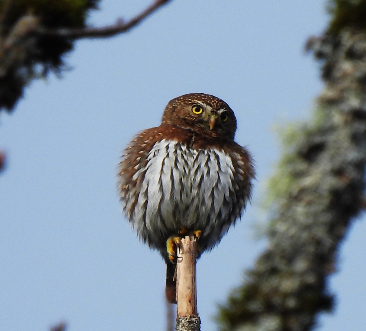 Northern Pygmy-Owl - ML612389353