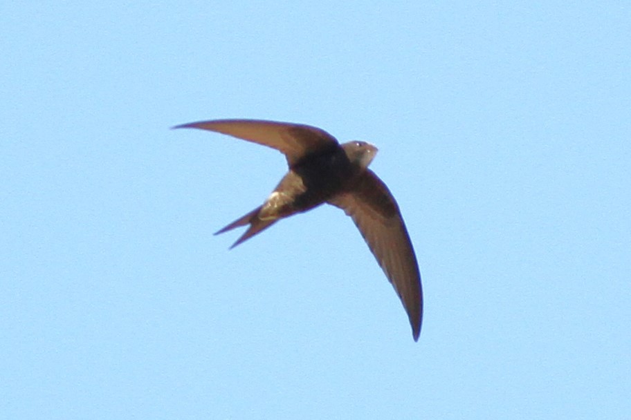 Common Swift - ML612389410