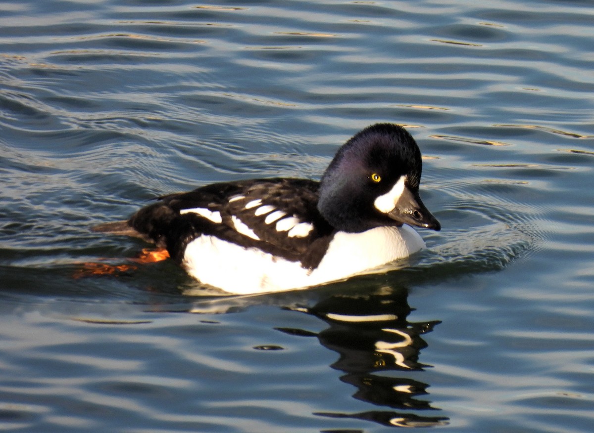 Barrow's Goldeneye - ML612389477