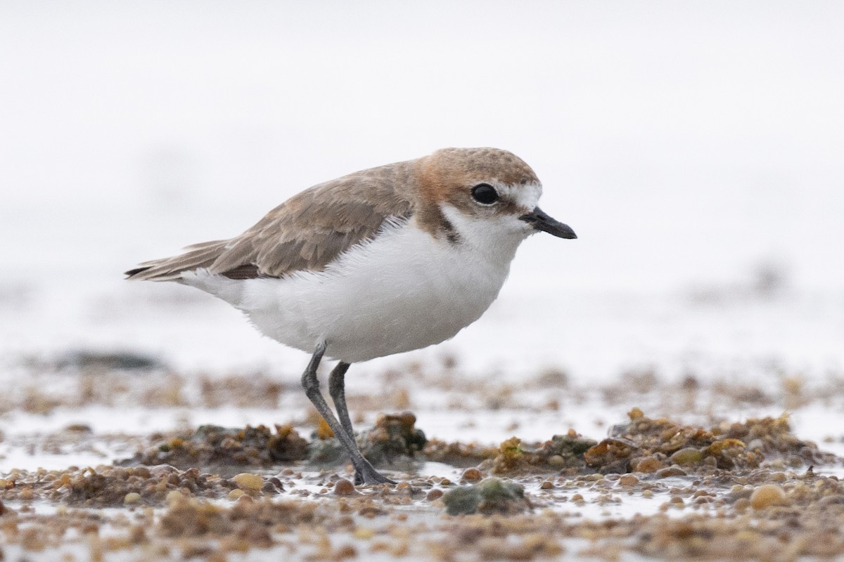 Red-capped Plover - ML612389478