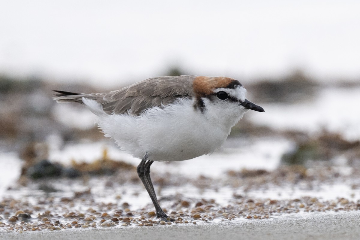 Red-capped Plover - ML612389512