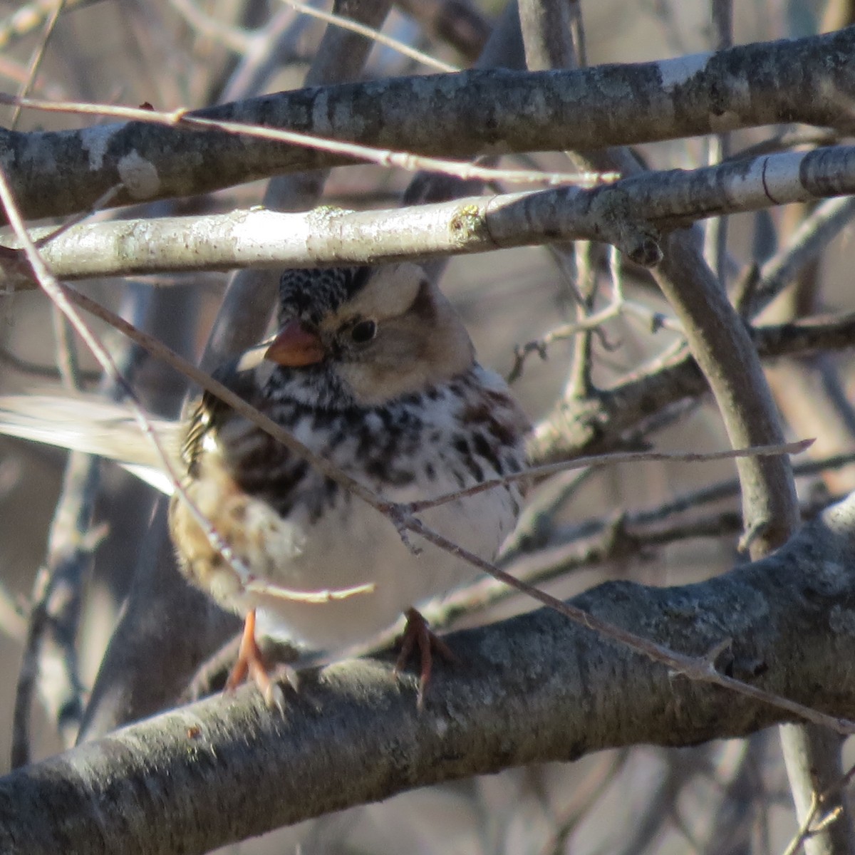 Harris's Sparrow - Daniel Leger